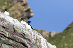 razorbills