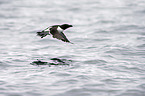 razorbill