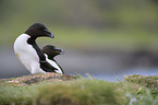 razorbills