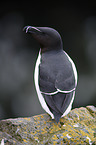 Razorbill