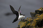 Razorbill