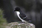 Razorbill