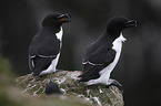 Razorbills