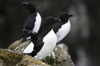 Razorbills