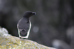 Razorbill