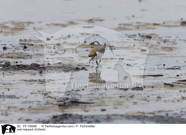 red-capped dotterel / FF-16686