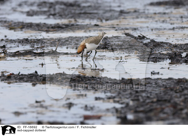 Rotkopf-Regenpfeifer / red-capped dotterel / FF-16692