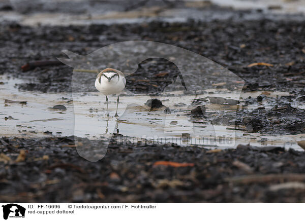 Rotkopf-Regenpfeifer / red-capped dotterel / FF-16696