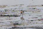 red-capped dotterel