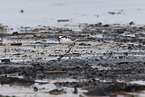 red-capped dotterel