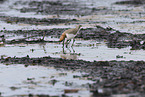red-capped dotterel