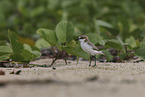 red-capped dotterel