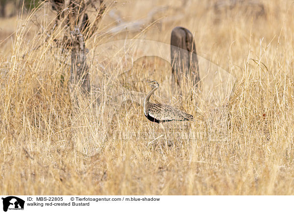 walking red-crested Bustard / MBS-22805