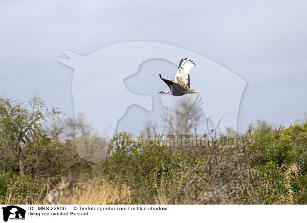 fliegende Rotschopftrappe / flying red-crested Bustard / MBS-22806