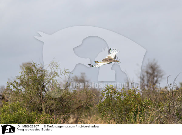 flying red-crested Bustard / MBS-22807