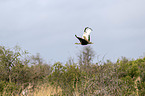 flying red-crested Bustard
