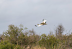 flying red-crested Bustard