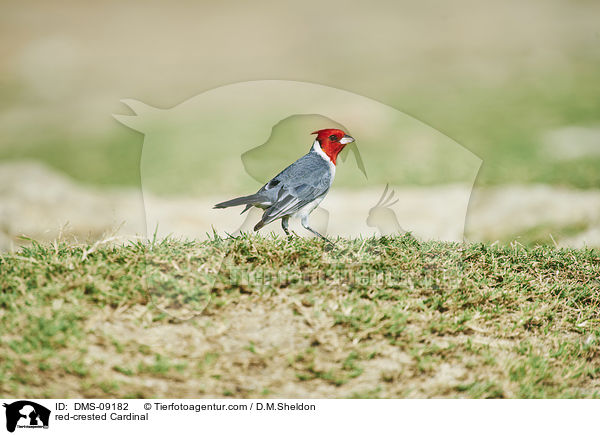 red-crested Cardinal / DMS-09182