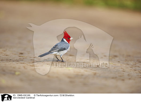 Graukardinal / red-crested Cardinal / DMS-09189