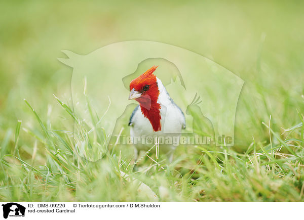 Graukardinal / red-crested Cardinal / DMS-09220