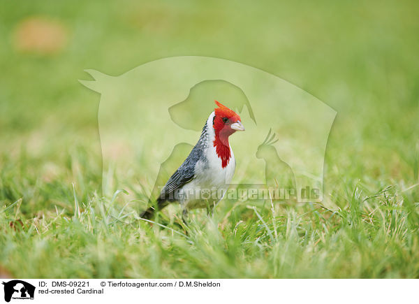 red-crested Cardinal / DMS-09221