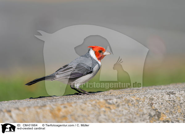 Graukardinal / red-crested cardinal / CM-01864