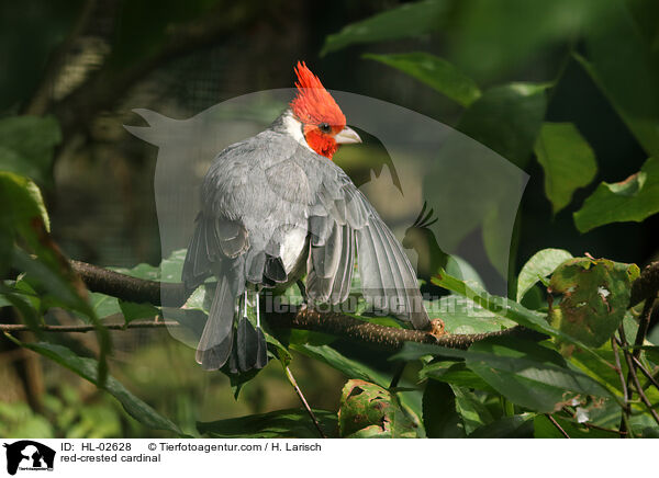 Graukardinal / red-crested cardinal / HL-02628