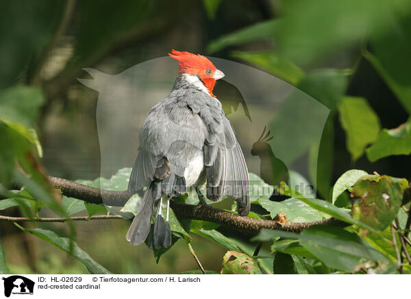 red-crested cardinal / HL-02629