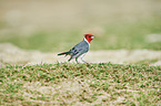 red-crested Cardinal