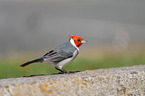 red-crested cardinal