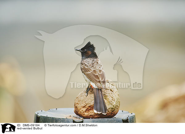 red-vented Bulbul / DMS-09184