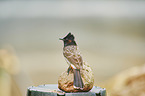 red-vented Bulbul