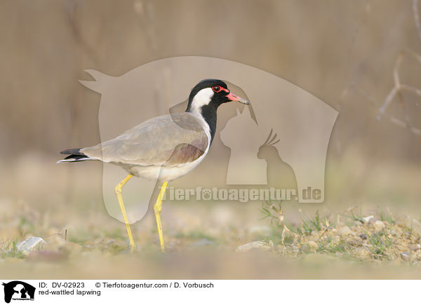 red-wattled lapwing / DV-02923