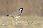 red-wattled lapwing