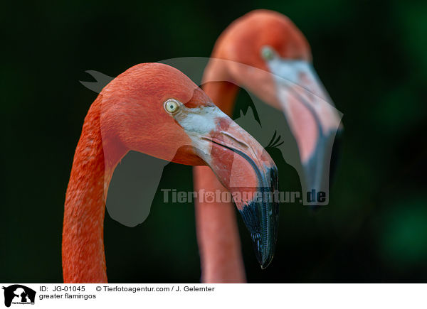 greater flamingos / JG-01045