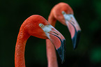 greater flamingos