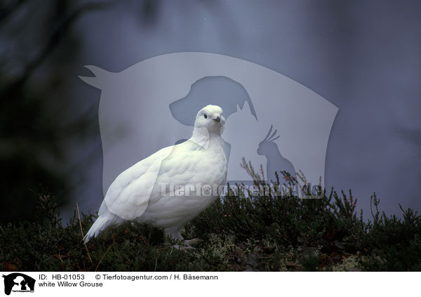 white Willow Grouse / HB-01053