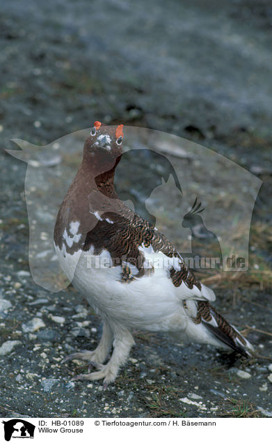Willow Grouse / HB-01089