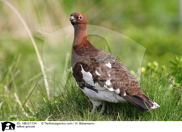 Moorschneehuhn / willow grouse / HB-01134