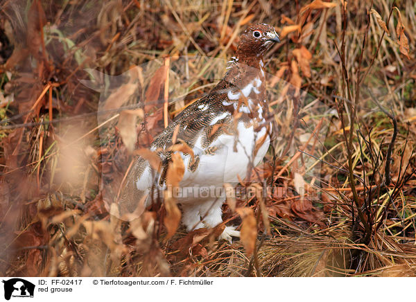 red grouse / FF-02417