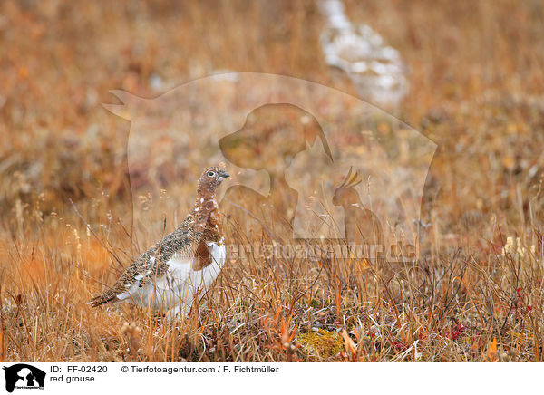 red grouse / FF-02420