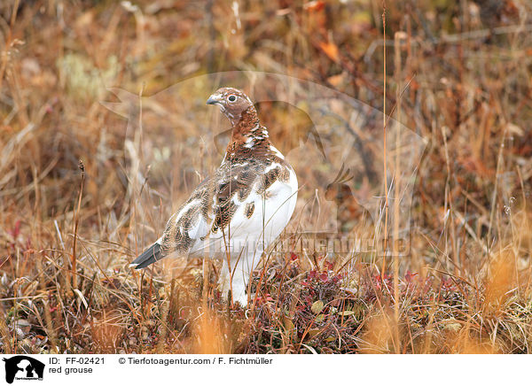 red grouse / FF-02421