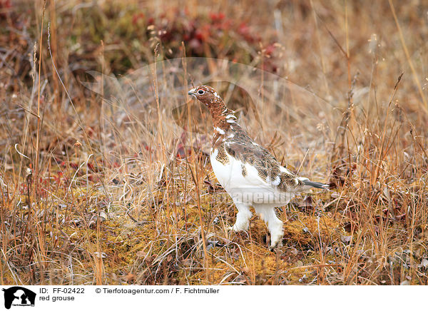 red grouse / FF-02422