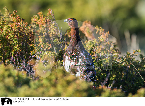 Moorschneehuhn / red grouse / AT-02014