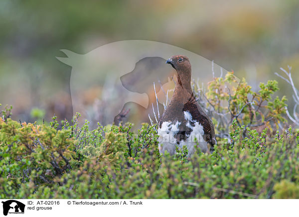 Moorschneehuhn / red grouse / AT-02016