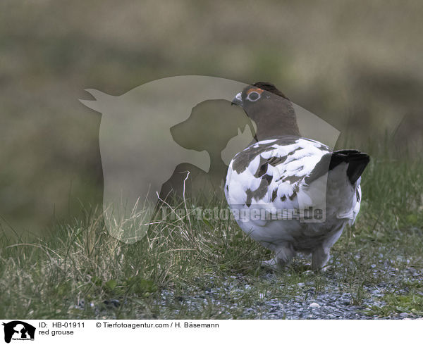 red grouse / HB-01911