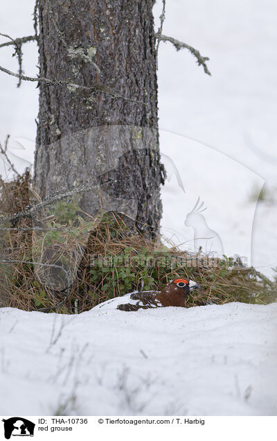 Moorschneehuhn / red grouse / THA-10736