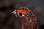 Willow Grouse