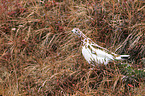 red grouse