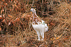 red grouse